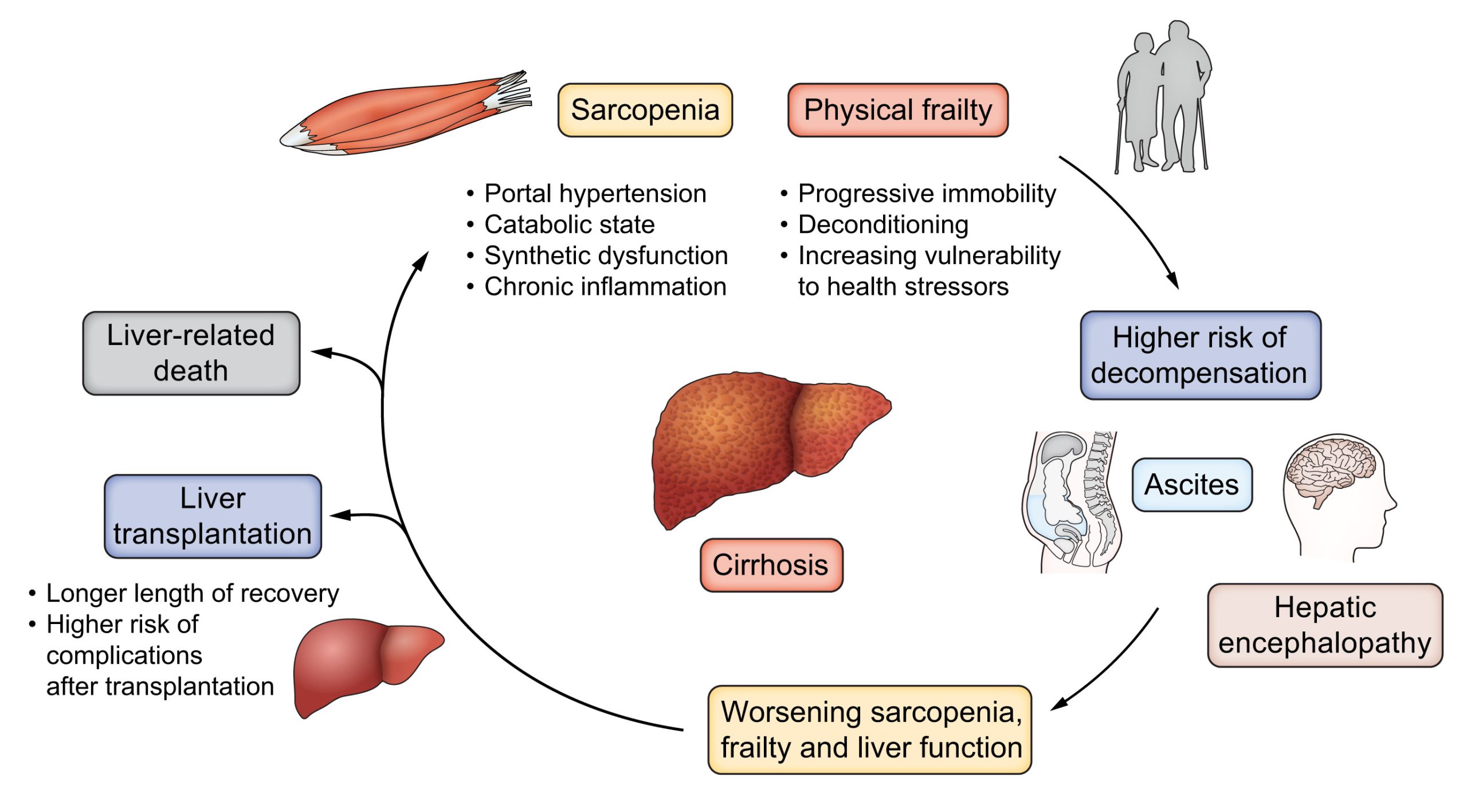 Liver Frailty