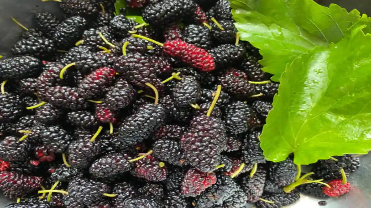 juicy mulberries